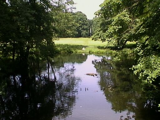 Schloßpark Charlottenburg, Blesshuhnnest